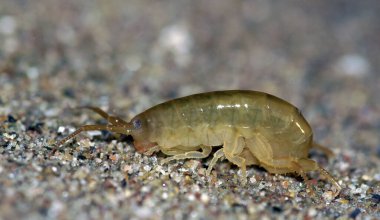 Sand Hopper, Talitrus Saltator