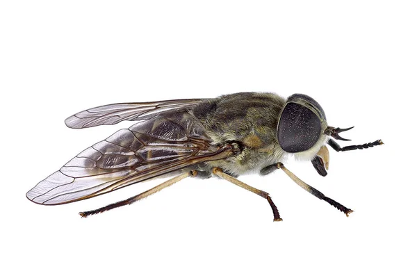 Horsefly Isolerad Vit Bakgrund Tabanus — Stockfoto