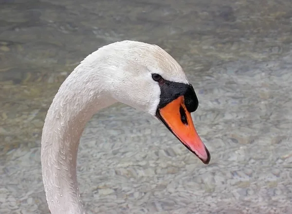 Немой Лебедь Портрет Водой Заднем Плане — стоковое фото