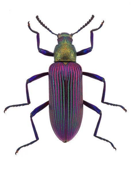 Madagaskar 'dan güzel böcek Strongylium cupripenne (Tenebrionidae)