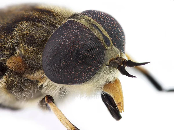 Horsefly Look Tabanus Enormous Compound Eyes — Stock Photo, Image