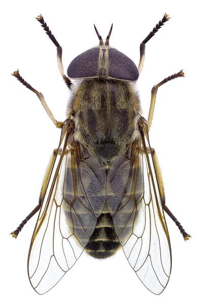 Horsefly Isolerad Vit Bakgrund Tabanus — Stockfoto