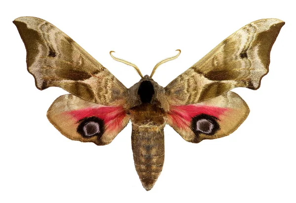 白色背景的雌鹰蛾 Smerinthus Ocellatus — 图库照片