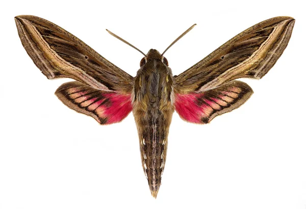 Прискорення Бегемота Vine Hawk Moth Або Silver Striped Hawk Moth Стокове Зображення
