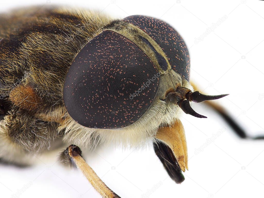 Horsefly look (Tabanus sp.), with enormous compound eyes