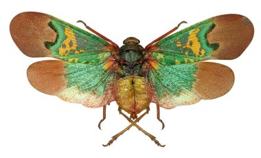 Renkli planthopper Scamandra tişörtleri beyaz üzerinde izole edilmiş kanatlarını açarlar. 