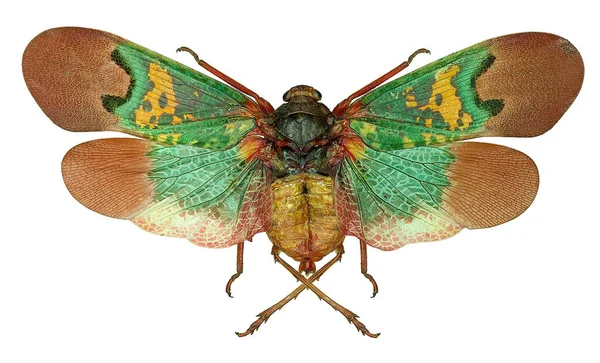 Renkli planthopper Scamandra tişörtleri beyaz üzerinde izole edilmiş kanatlarını açarlar. 