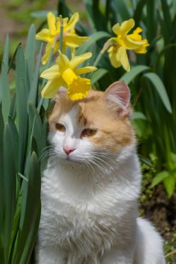 Evcil bir kedi, sıradan, doğal ortamında.