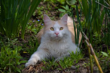 Evcil bir kedi, sıradan, doğal ortamında.