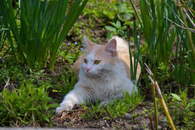 Evcil bir kedi, sıradan, doğal ortamında.