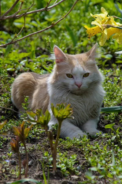 Gatto Domestico Ordinario Nel Suo Habitat Naturale — Foto Stock