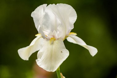 Bahçedeki çiçek tarhında beyaz bir Iris çiçeği. Evin yakınında..
