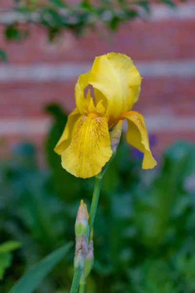 Gelbe Iris Blüht Garten Auf Einem Blumenbeet Der Nähe Des — Stockfoto