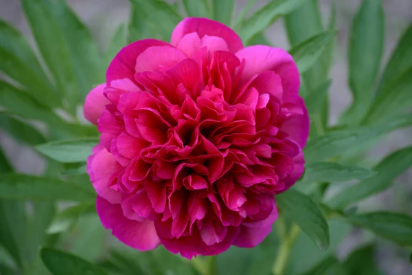 Rote Pfingstrose Blüht Garten Auf Einem Blumenbeet Der Nähe Des — Stockfoto