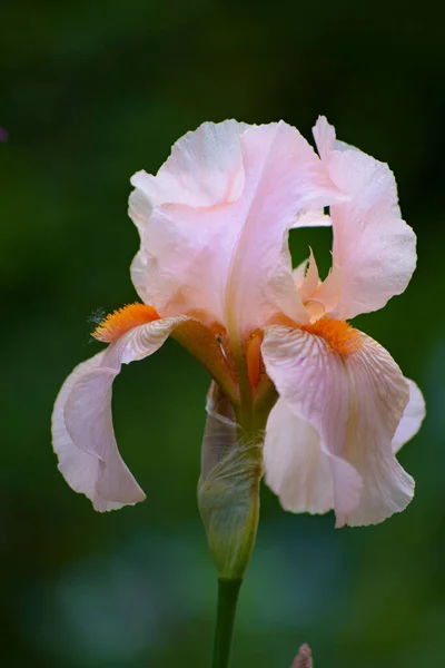 Rosa Iris Blüht Garten Auf Einem Blumenbeet Der Nähe Des — Stockfoto
