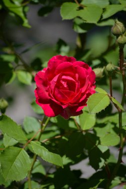 Bahçedeki tek bir kırmızı gül Çiçek tarlasında.