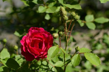 Bahçedeki tek bir kırmızı gül Çiçek tarlasında.