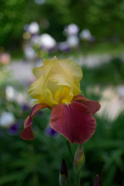 Iris Jaune Violet Dans Jardin Sur Lit Fleurs Près Maison — Photo