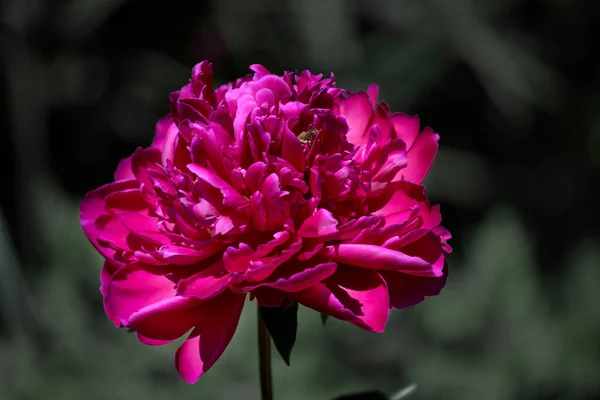 Dahlia Garden Flower Bed — Stock Photo, Image