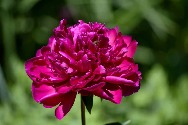 Dahlia Garden Flower Bed — Stock Photo, Image