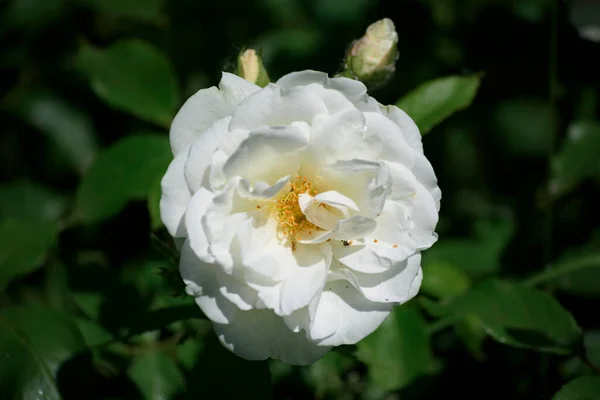 Single White Rose Garden Flower Bed — Stock Photo, Image