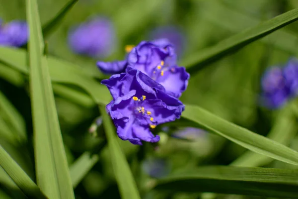 Niebieskie Kwiaty Ogrodzie Kwietniku — Zdjęcie stockowe