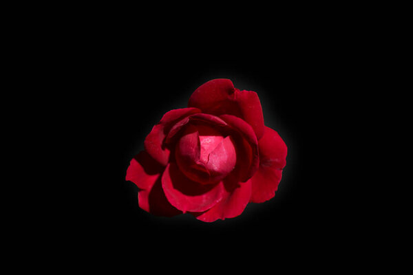 Red rose. The image is an isolate based on a photo.