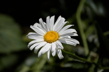 Çiçek tarlasında tek bir papatya çiçeği.