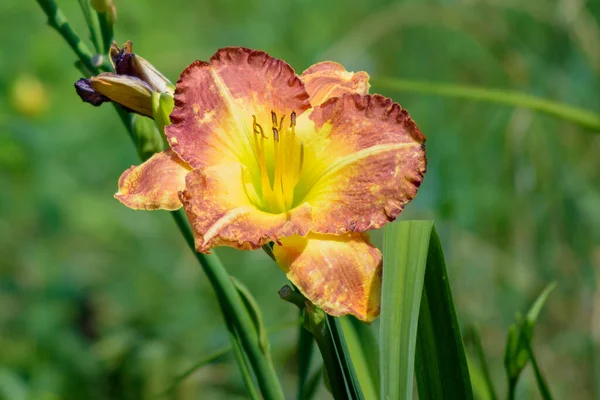 Red-yellow flower in a flower bed.