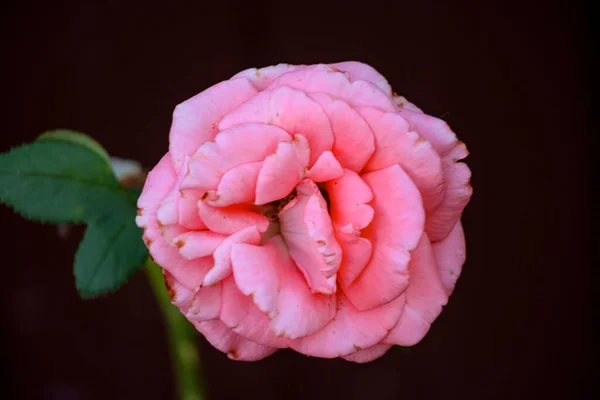 Eine Einzige Blassrosa Rose Garten Auf Einem Blumenbeet — Stockfoto