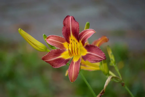 Rot Gelbe Blume Blumenbeet — Stockfoto