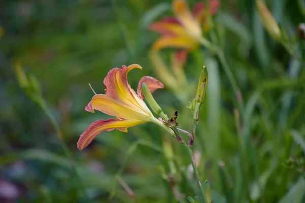 Rot Gelbe Blume Blumenbeet — Stockfoto