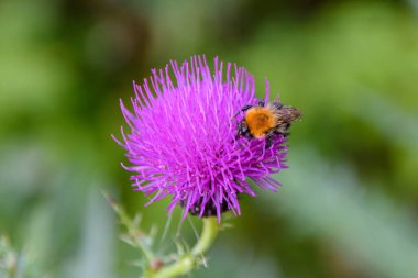 Yaban arısı yemeği, Kafkasların eteklerinde.