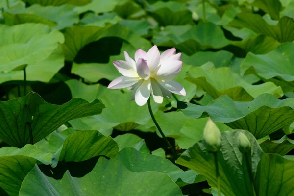 Lotuses are blooming. Lotus lake, Krasnodar Krai, Russia.