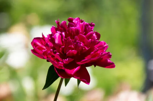 Dahlienblüte Auf Einem Blumenbeet Nahaufnahme — Stockfoto