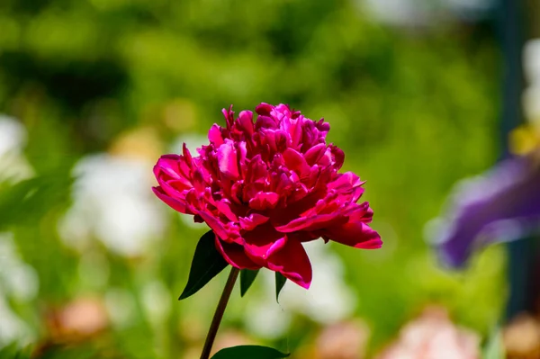Dahlienblüte Auf Einem Blumenbeet Nahaufnahme — Stockfoto