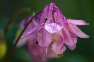 Karıncaların maceraları pembe çanların çiçeklerinde.