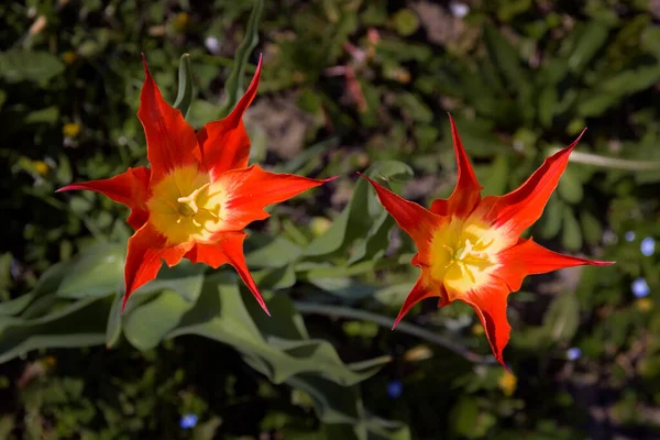 Starry Tulips Flower Bed House — Stock Photo, Image