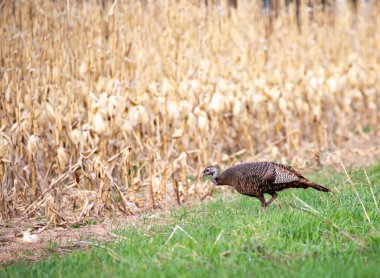 Doğu yaban hindisi (Meleagris dörtnala silvestris) dişi, Wausau, Wisconsin 'de bir mısır tarlasının yanında yürüyor.