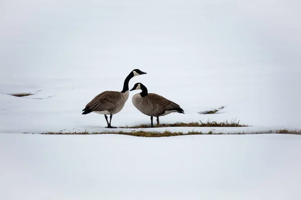 Ganso Canadá Branta Canadensis Campo Cubierto Nieve Abril Horizontal — Foto de Stock