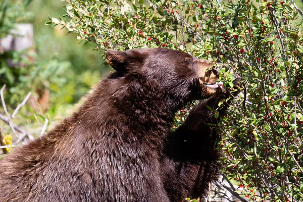Черный Медведь Ursus Americanus Ест Дикие Ягоды Лесу Монтаны Августе — стоковое фото