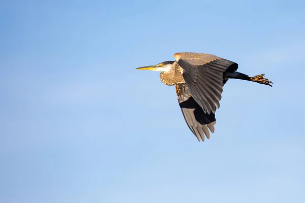 Νέοι Green Heron Butorides Striatus Πετούν Ένα Γαλάζιο Ουρανό Αυγούστου — Φωτογραφία Αρχείου