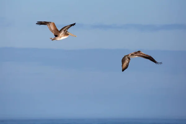 Pelicanos Castanhos Pelecanus Occidentalis Voando Céu Azul Oregon Horizontal — Fotografia de Stock