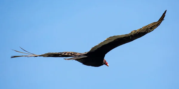 土耳其秃鹫 Cathartes Aura 八月在蓝天中飞翔 — 图库照片