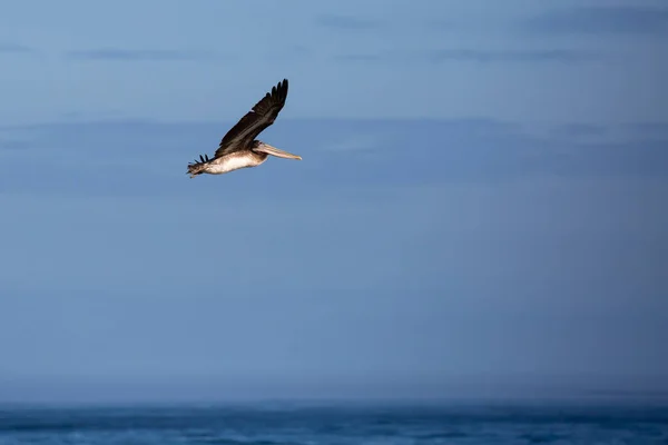 Коричневые Пеликаны Pelecanus Occibalis Летящие Голубом Небе Орегоне Над Тихим — стоковое фото