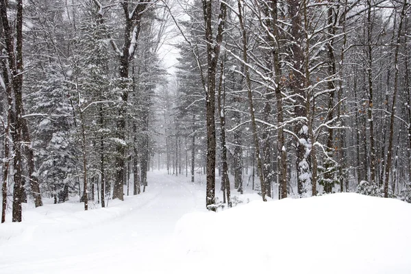 Snötäckt Skogsväg Februari Snöstorm Wausau Wisconsin Får Till Två Inches — Stockfoto