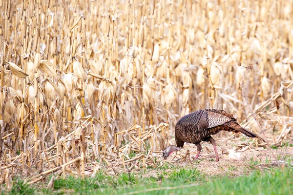 Eastern wild turkey (Meleagris gallopavo silvestris) female, feeding in a Wausau, Wisconsin cornfield in May