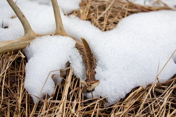 今年4月 威斯康星州一个白尾鹿鹿角棚屋的特写镜头躺在地上 上面覆盖着积雪和水平线 — 图库照片