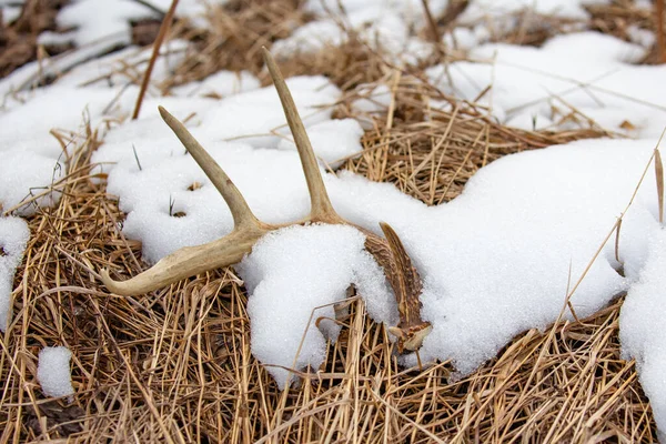 Wisconsin Bílý Jelení Paroh Kůlna Ležící Zemi Dubnu Sněhem Horizontální — Stock fotografie