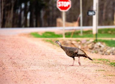 Doğu yaban hindisi (Meleagris dörtnala silvestris) Wisconsin 'de çakıllı yolda arka planda dur işareti ile yürüyordu.